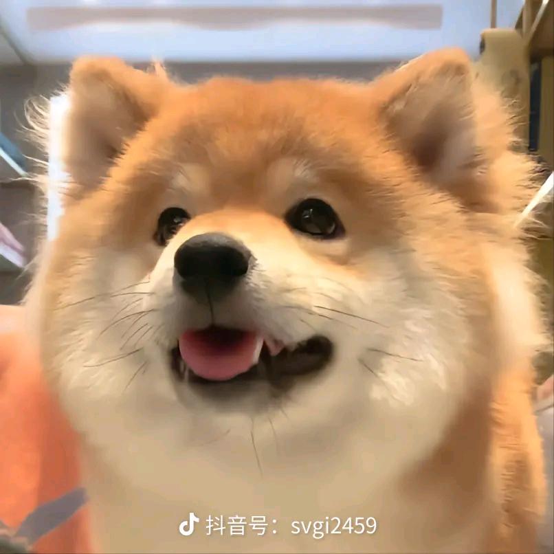 可爱的panda