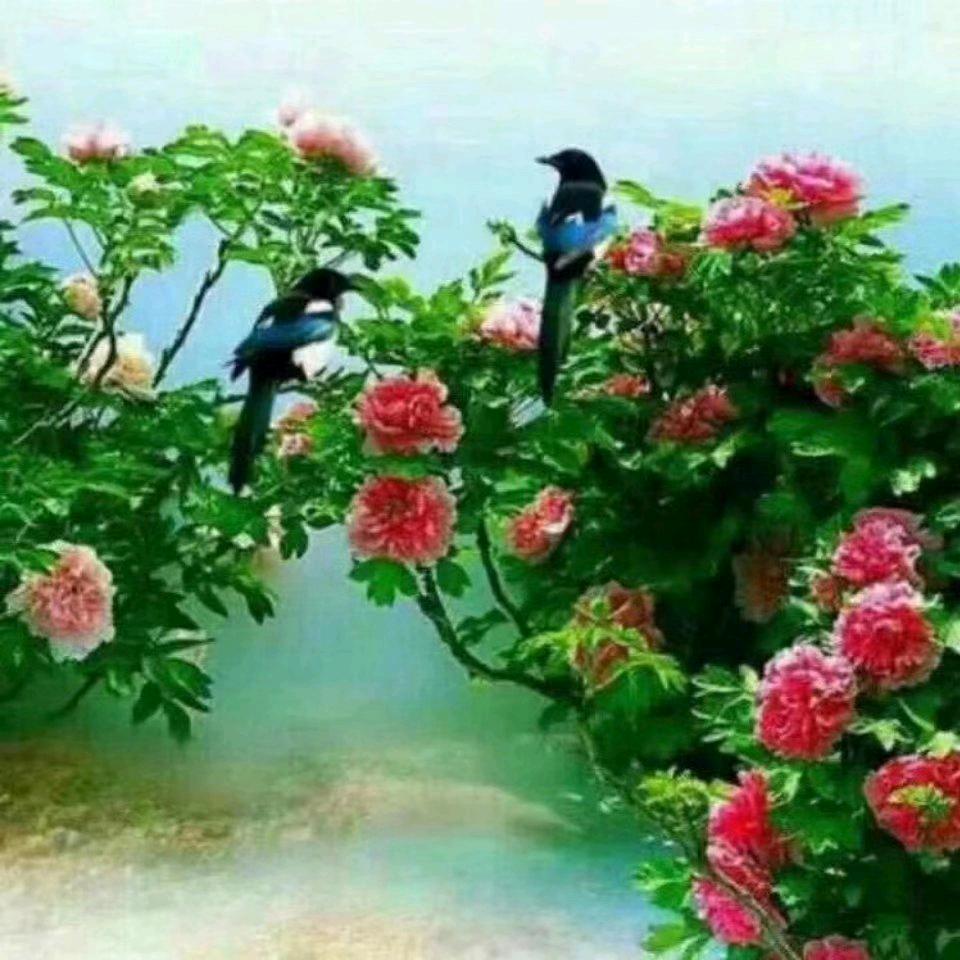 用户589972277480无悔