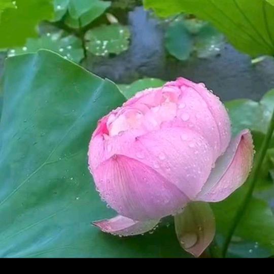 清風