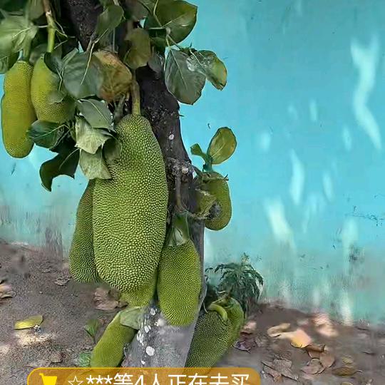 裕凡
