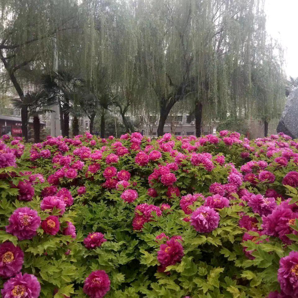 忍无可忍，无需再忍