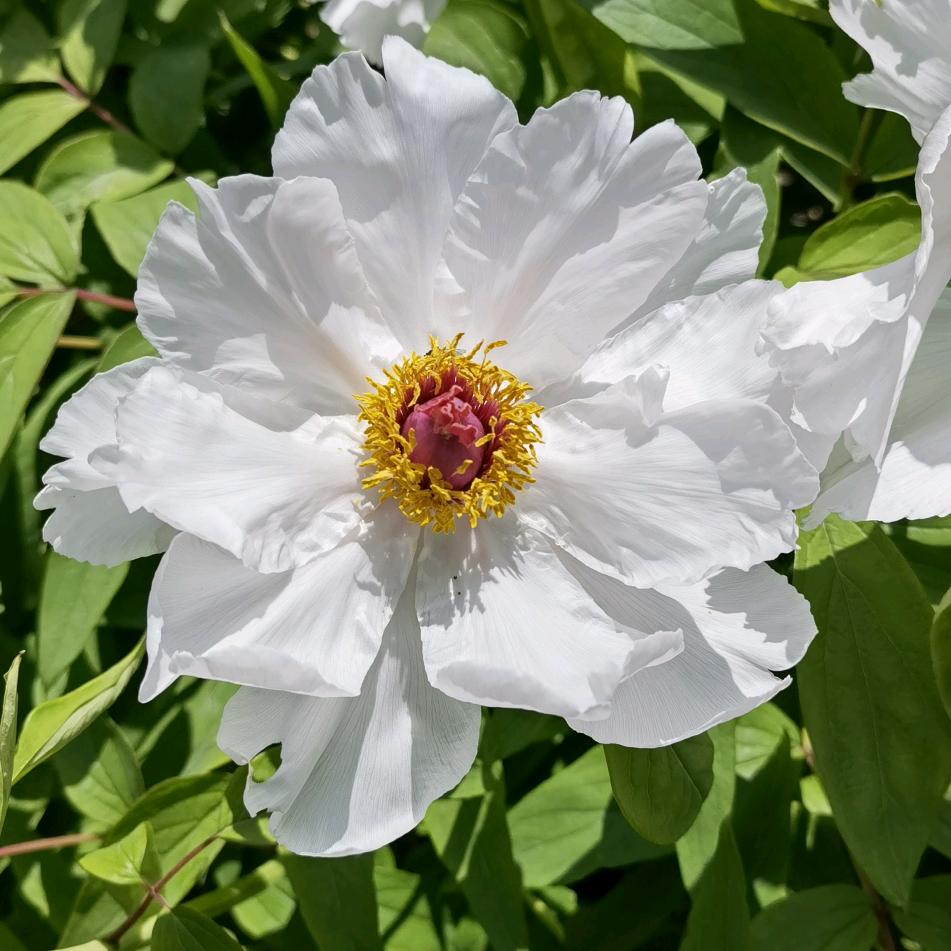 夏天的花儿