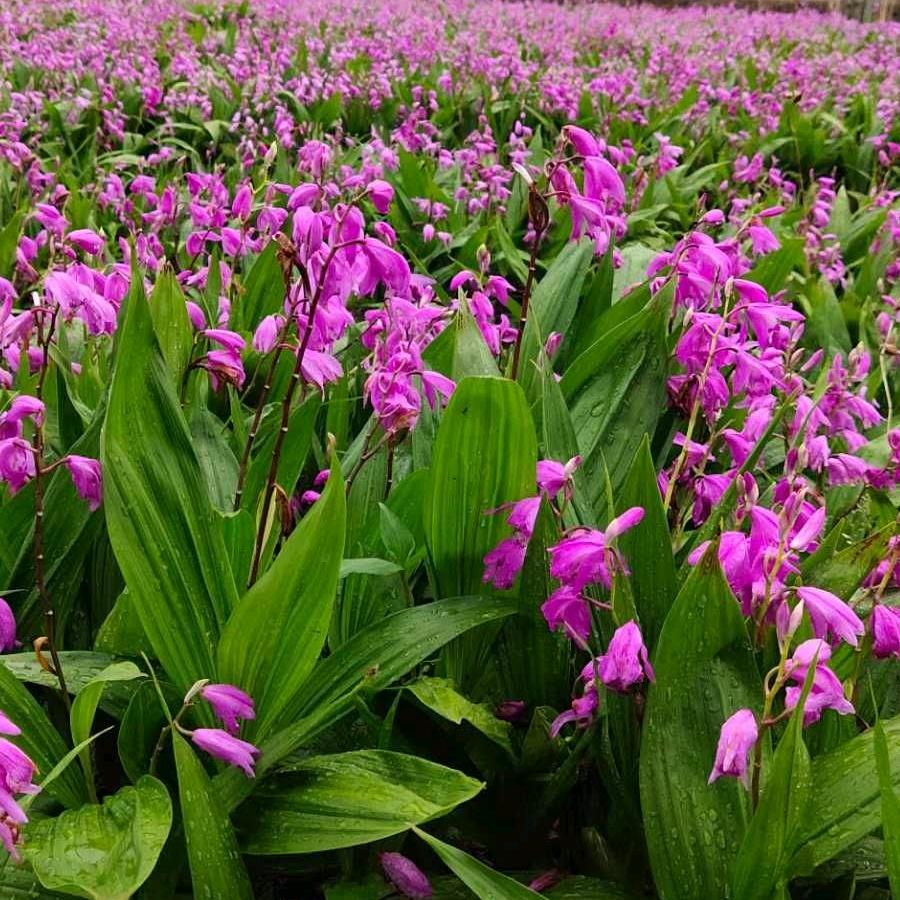 金寨县程顺常家庭农场