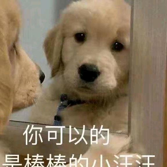泰加狮子也要学英语