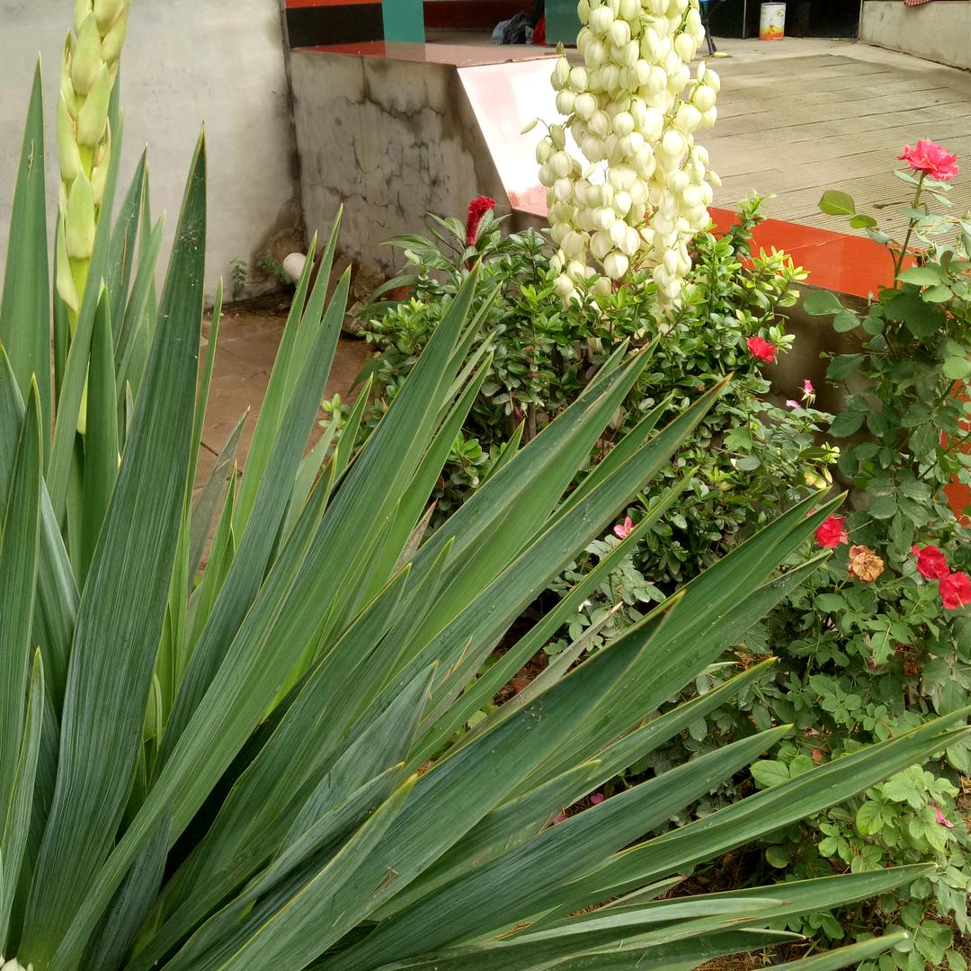 69年10月的鸡，加油