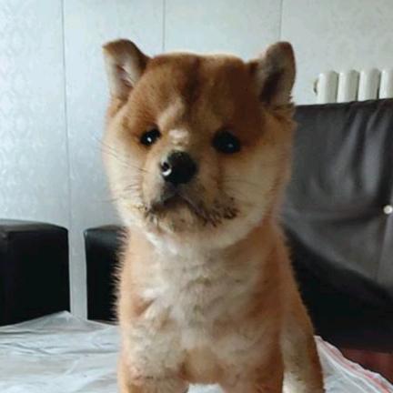 大漠头像
