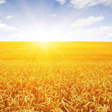 @燕子海干货♥邵伯西菜市场兴化鱼圆旁