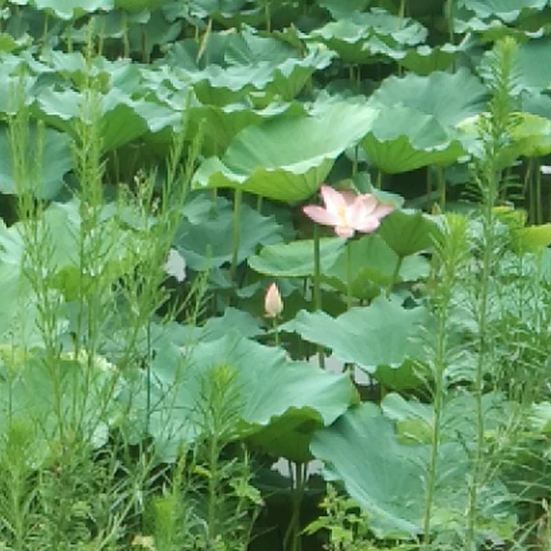菩提树下！