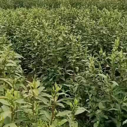 用户开心就好