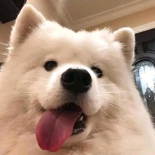 咸蛋黄锅巴