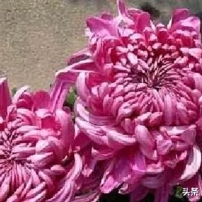 菊花傲霜