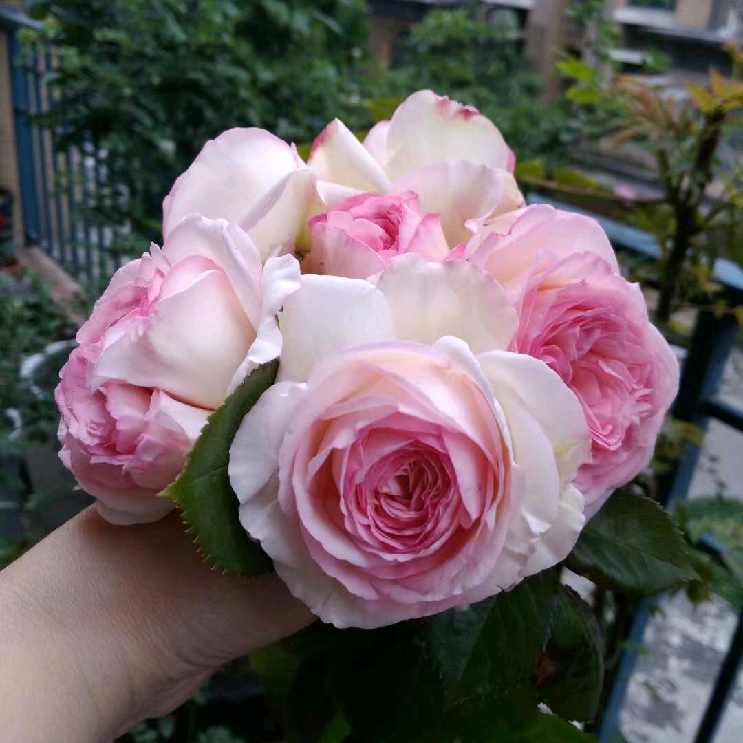 花姐姐
