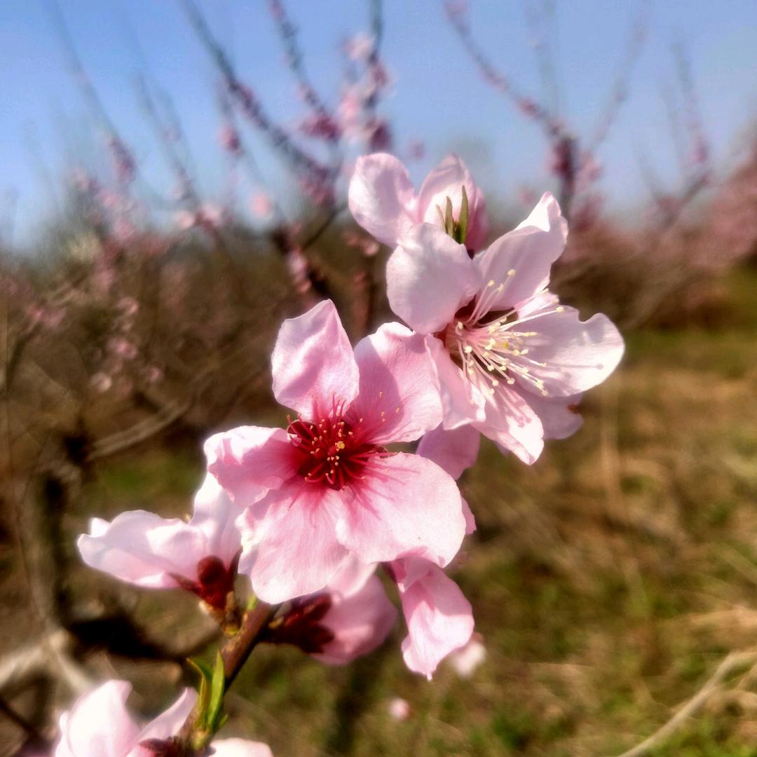 临沂菲艺森床垫