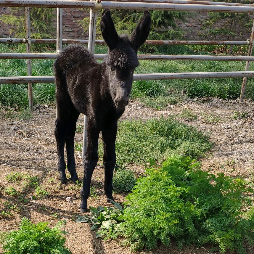 东阿黑驴王子@抖音