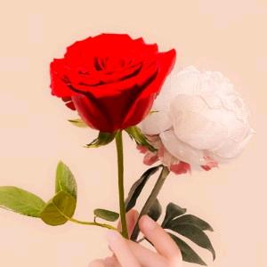 小猪有赞我没有🥺