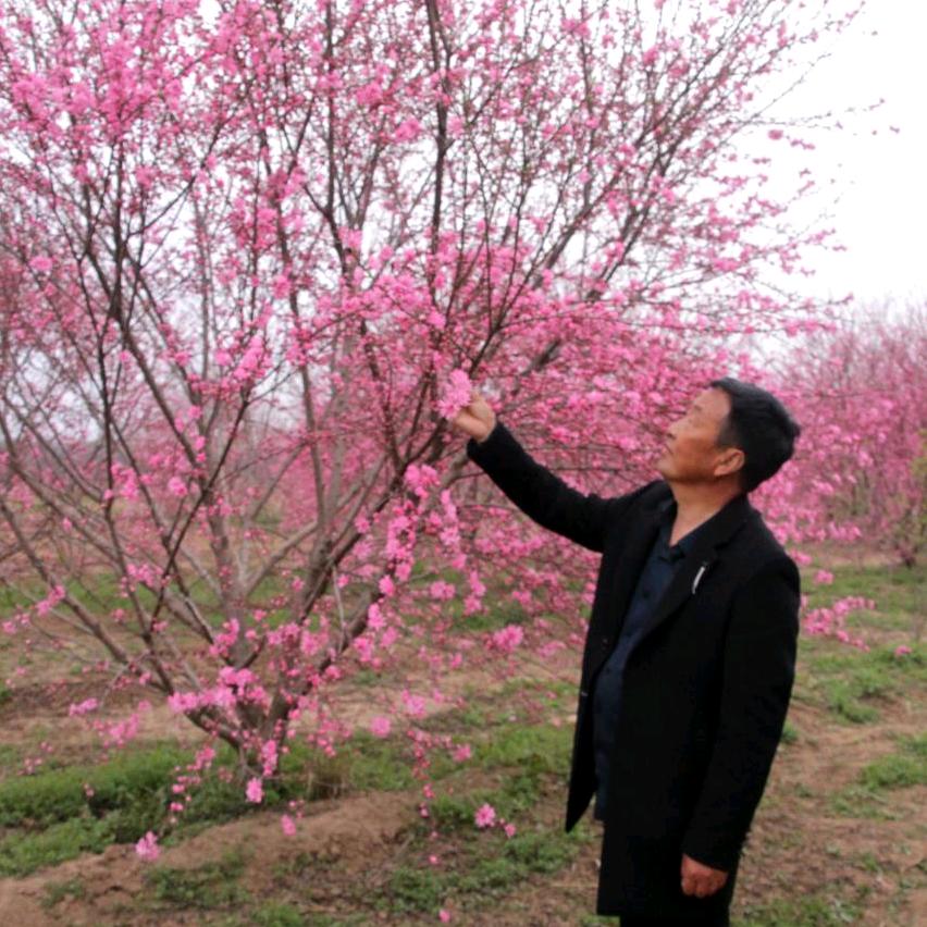 西北花王    杨六亿