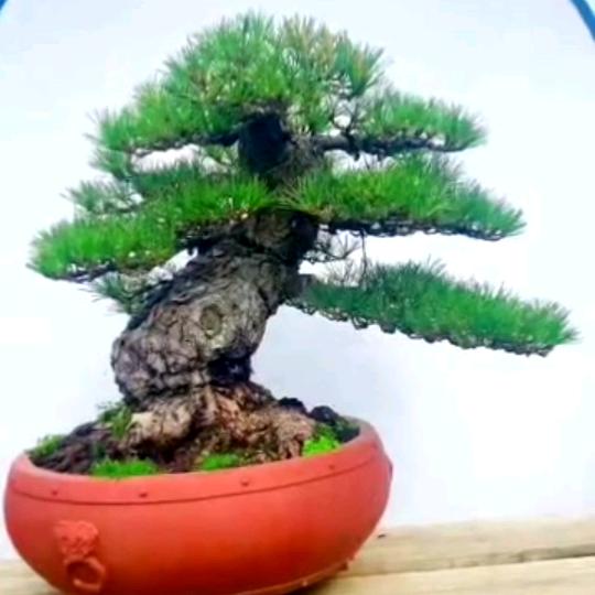 彩虹花卉