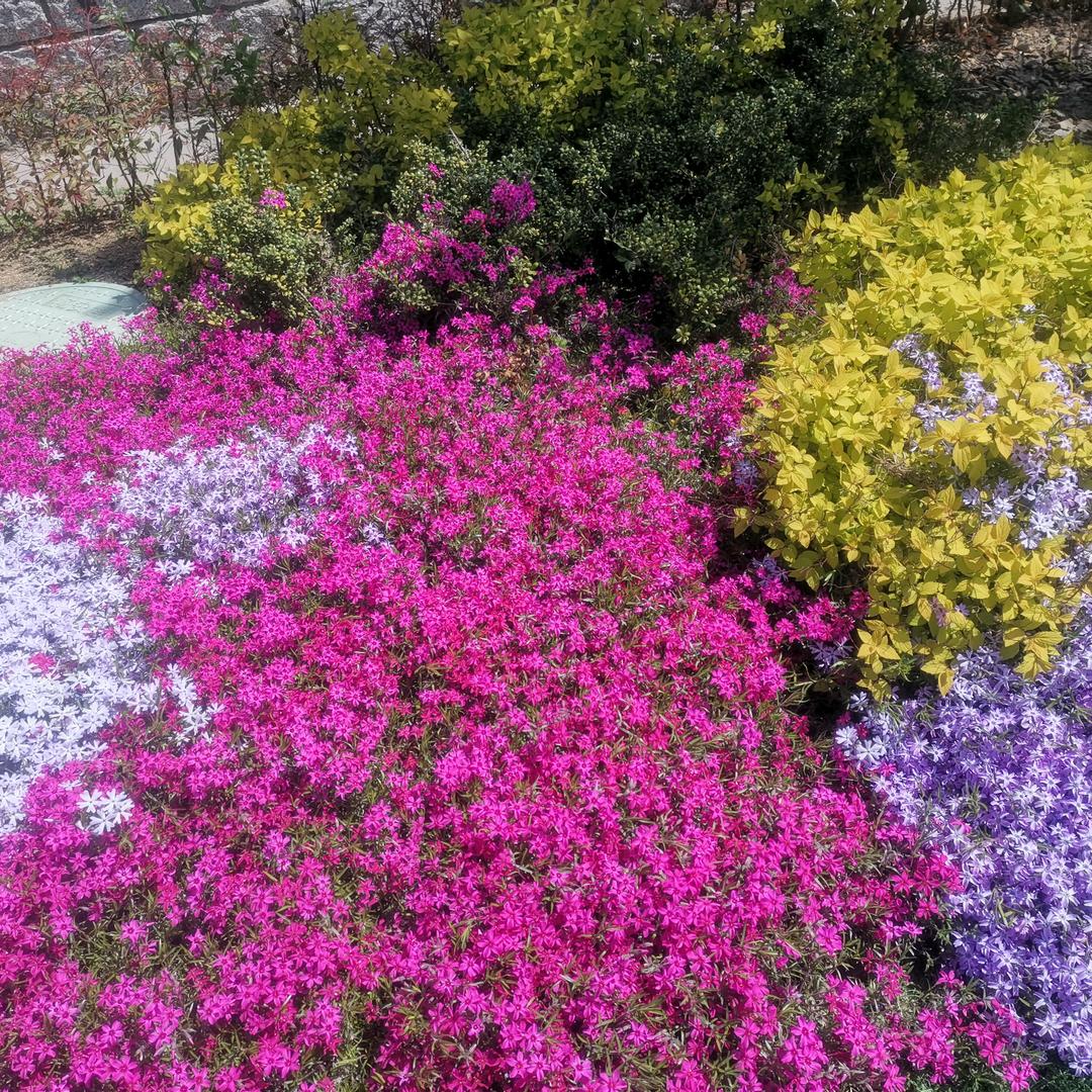 蔡花