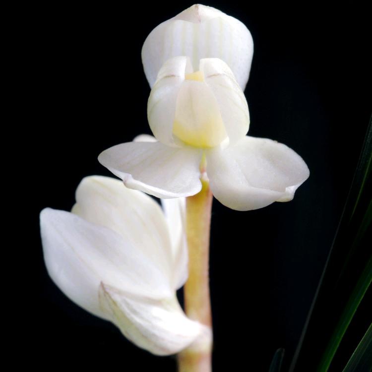 大理荡山洲兰园（孙智勇）