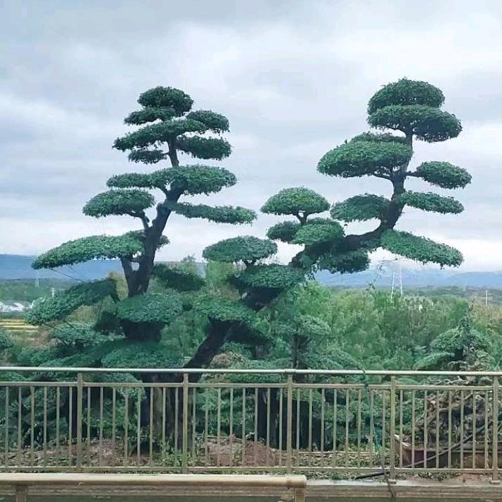 枫彩对节白蜡马