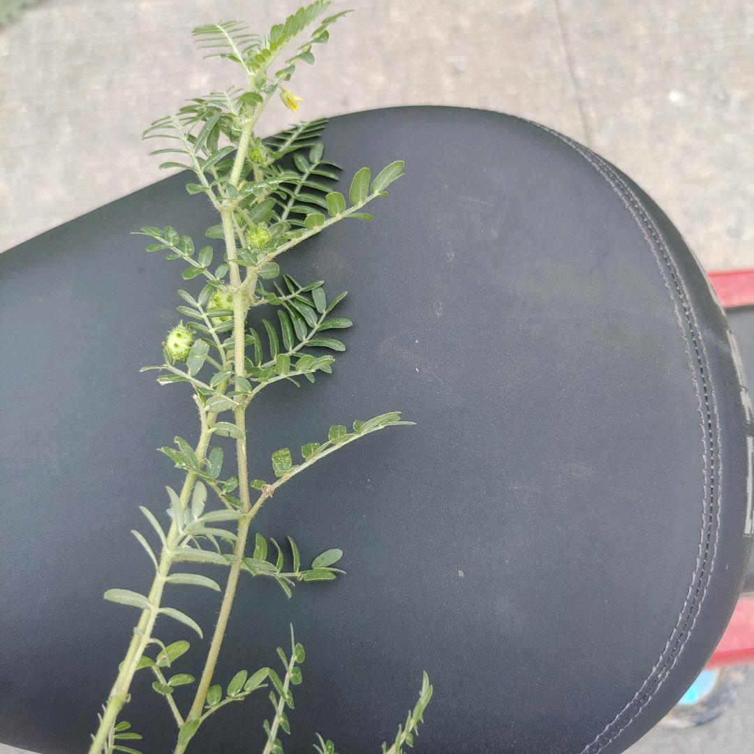 前程似锦(拒绝连赞)