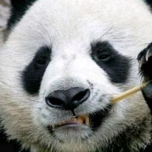 朱雀魂_功夫幻竞