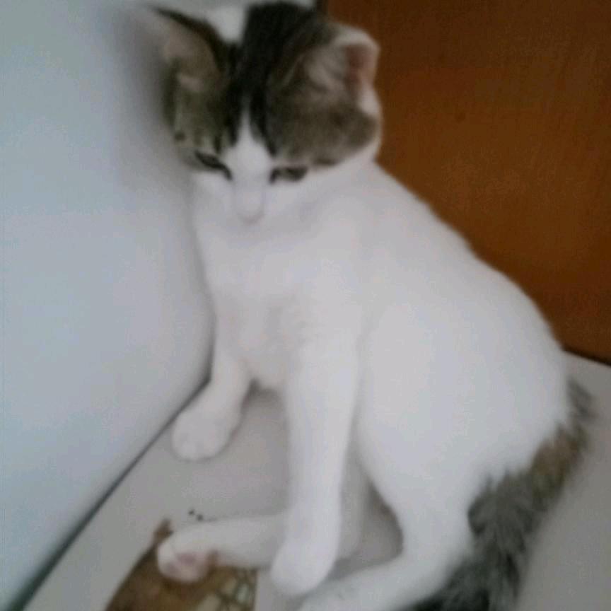 梅梅
