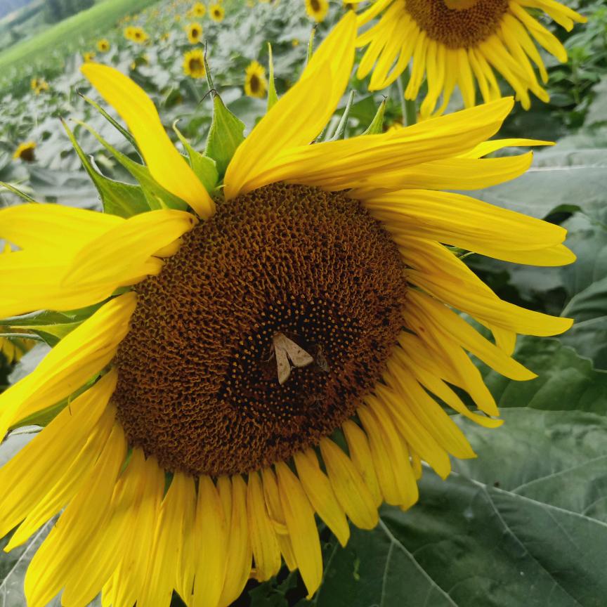 真火壁炉，中国龙。