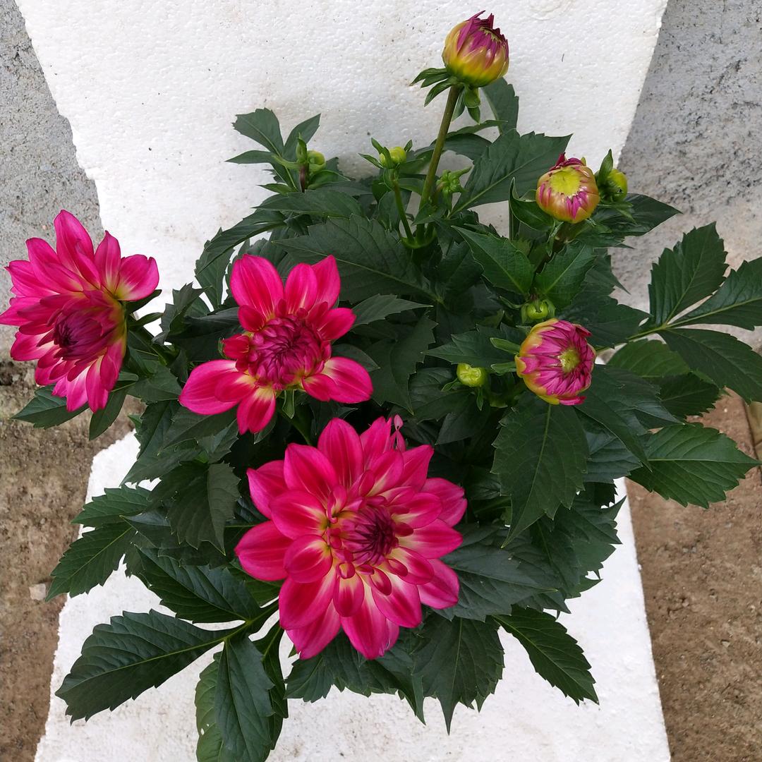 卉俊花卉