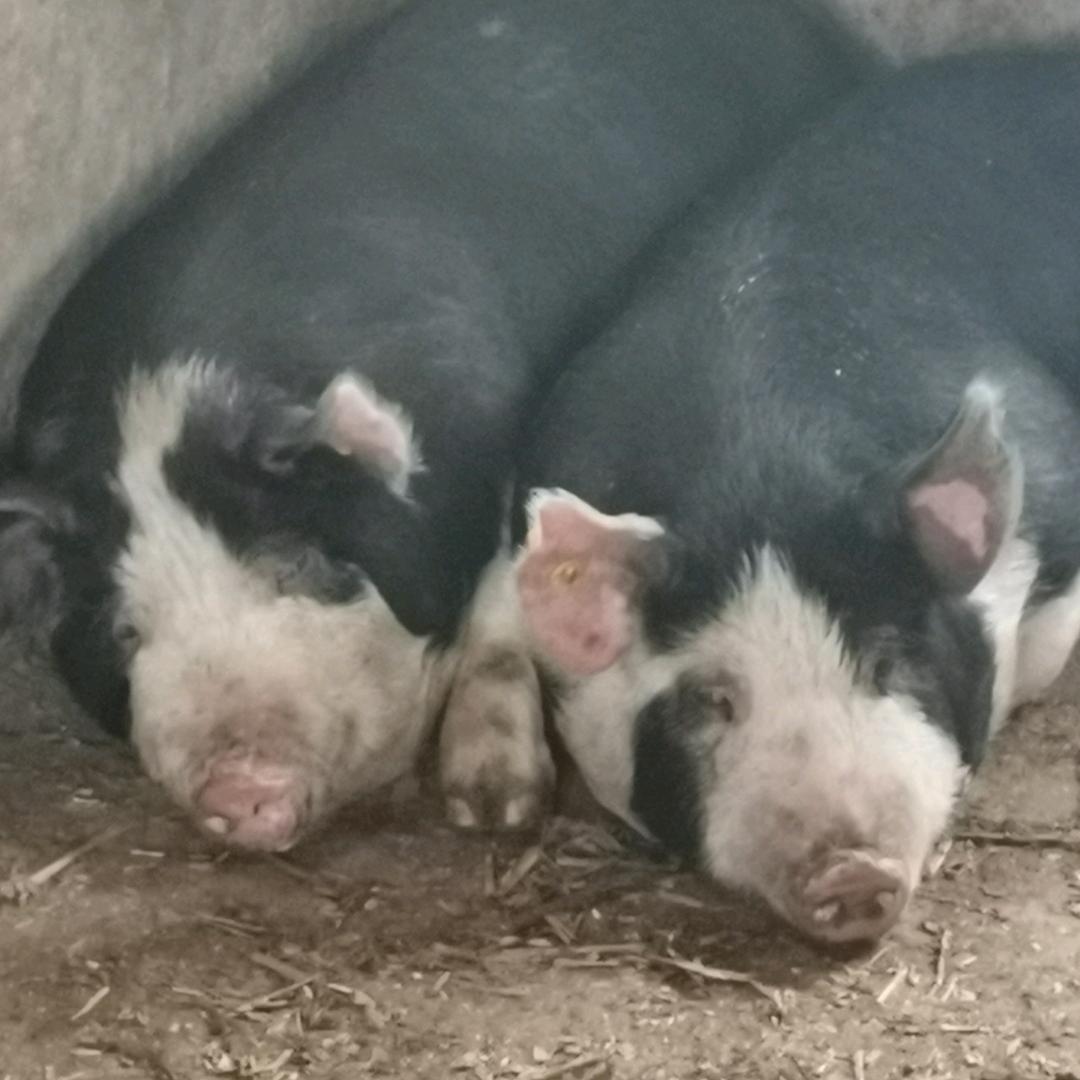 泰山黄荊（荆颗盆景）