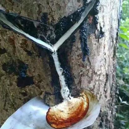 大漆局（小漆农）