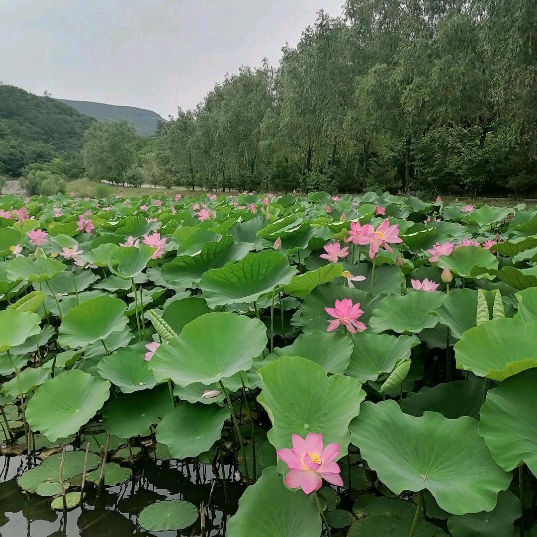 随缘*^_^*素心