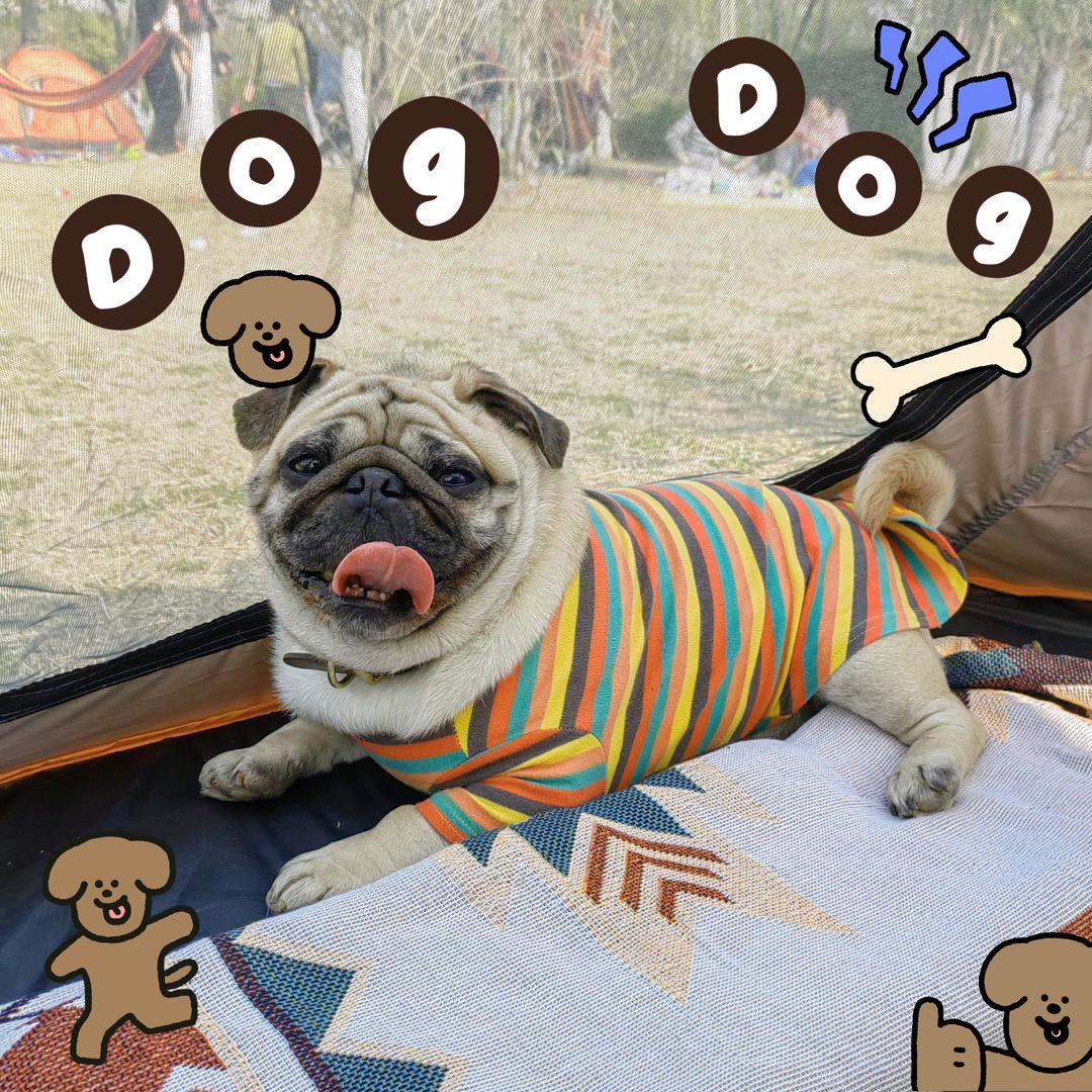 赵自己🐶