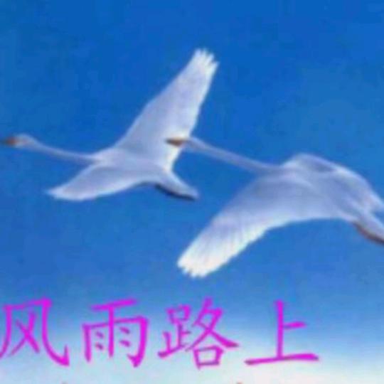 风雨路上