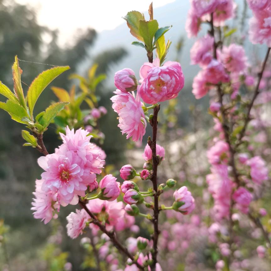 花果飘香