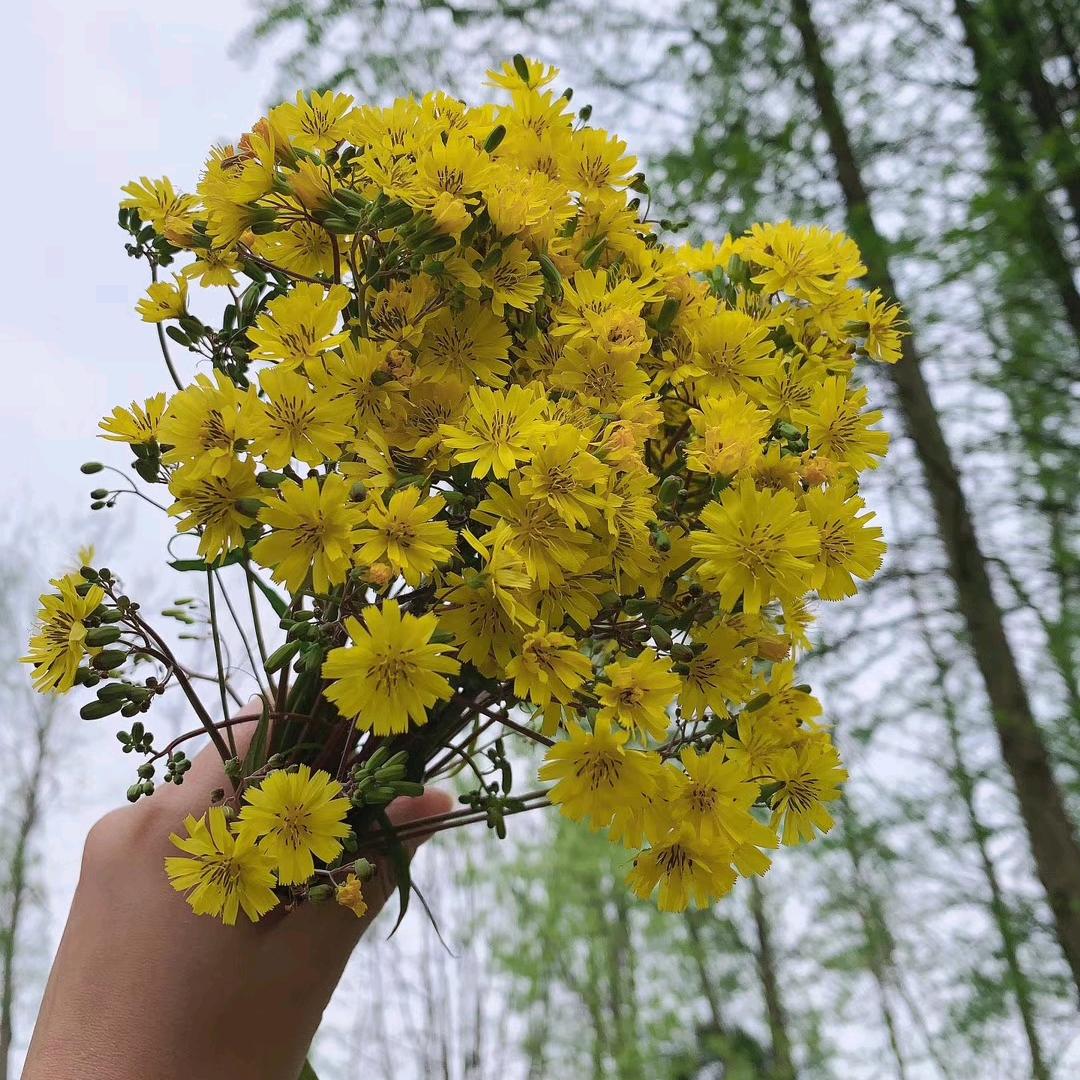 向日葵🌻
