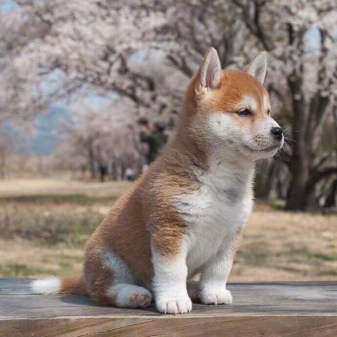 阳光小陈在读博