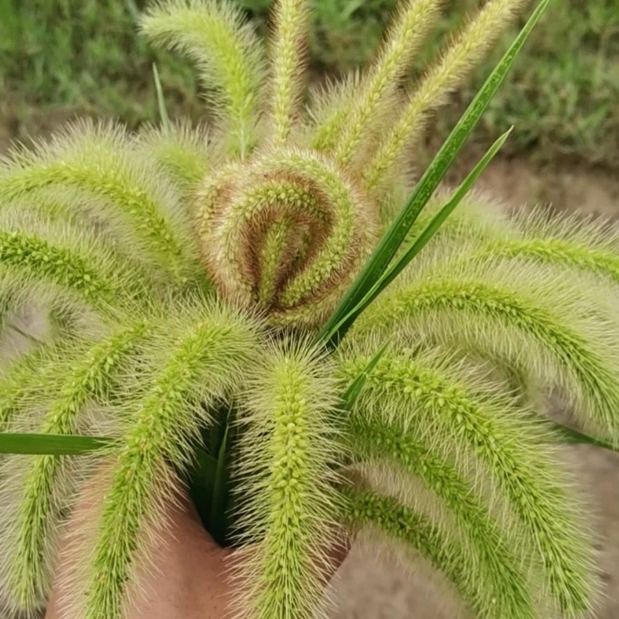 死鬼