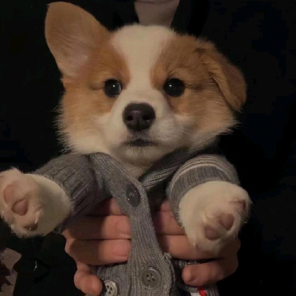 Adienxy