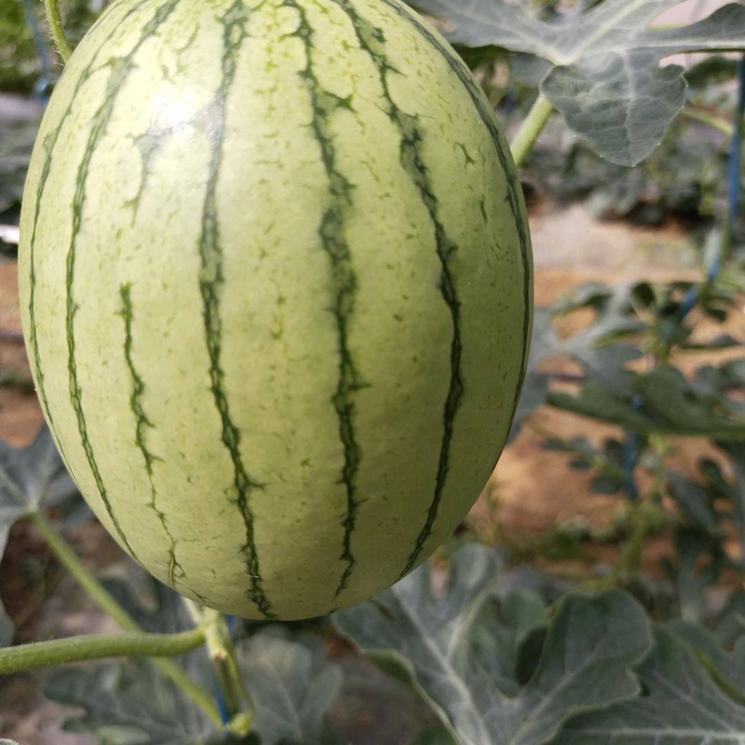 蒲城果蔬促销合作社