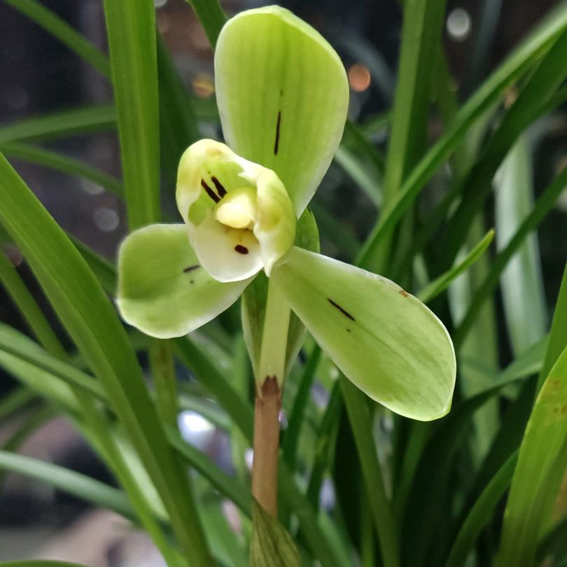 陌上花