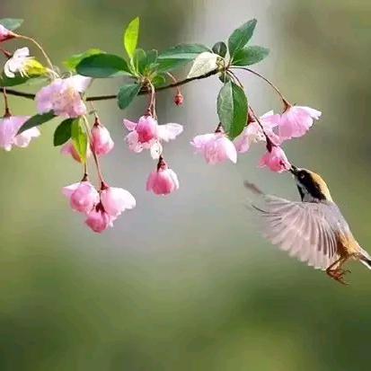 芬芳