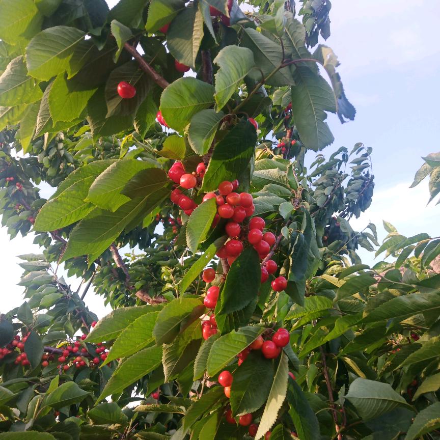 平常心，大山让散养鸡