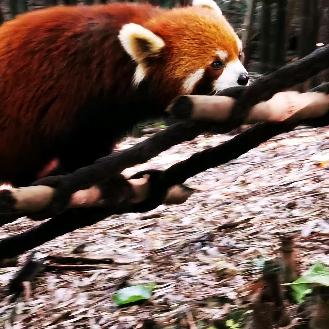 欧阳