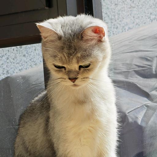 我在这里呀