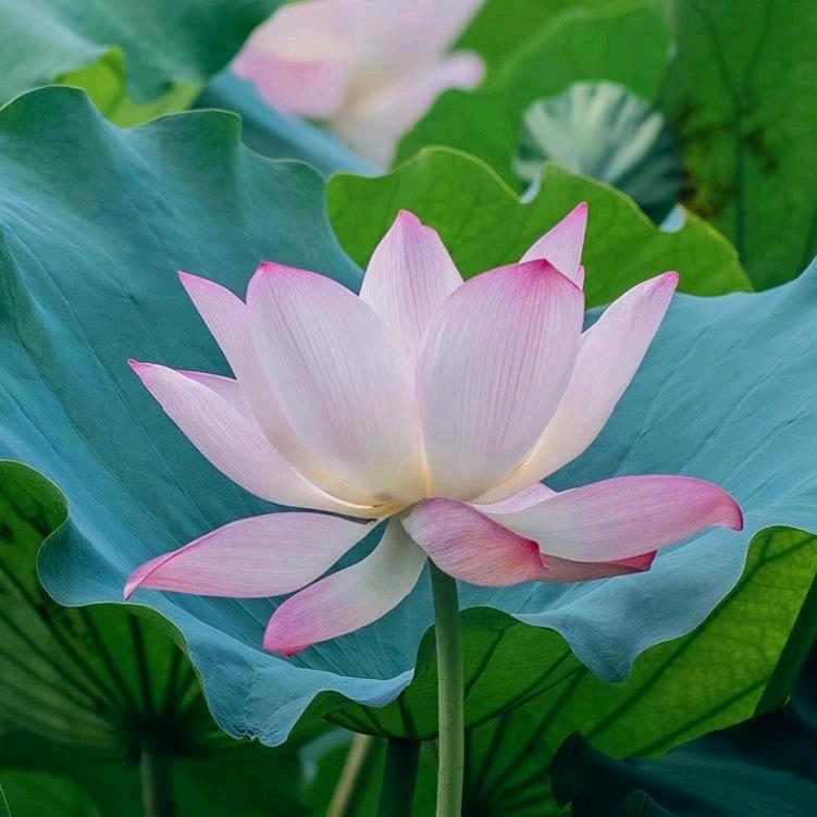 梅花369