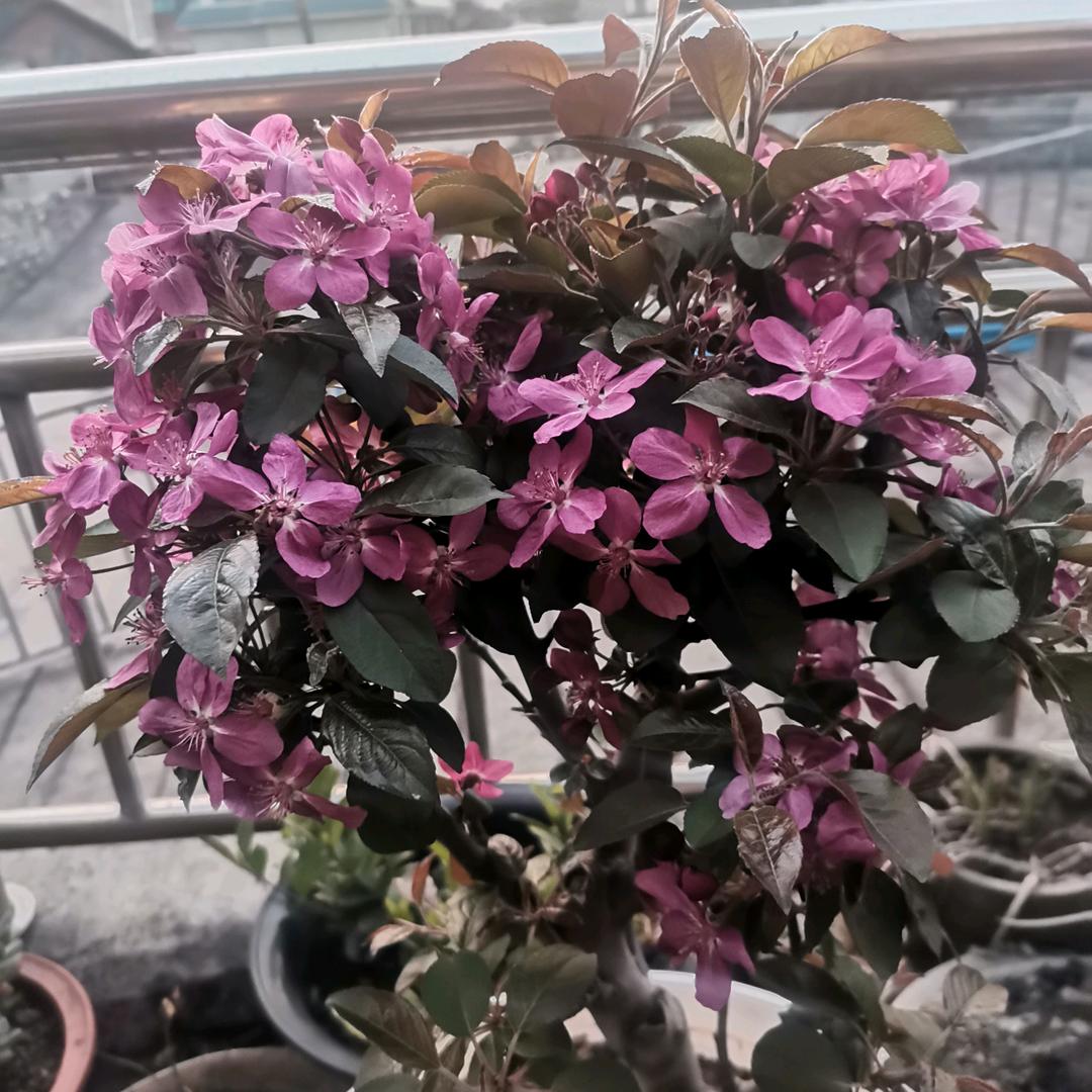 幸福🤩