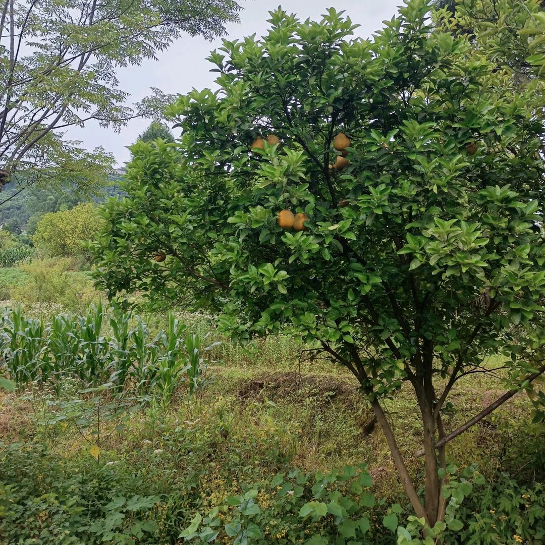 罗丝雨