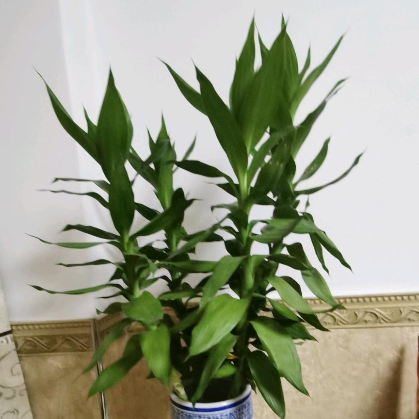 木昜