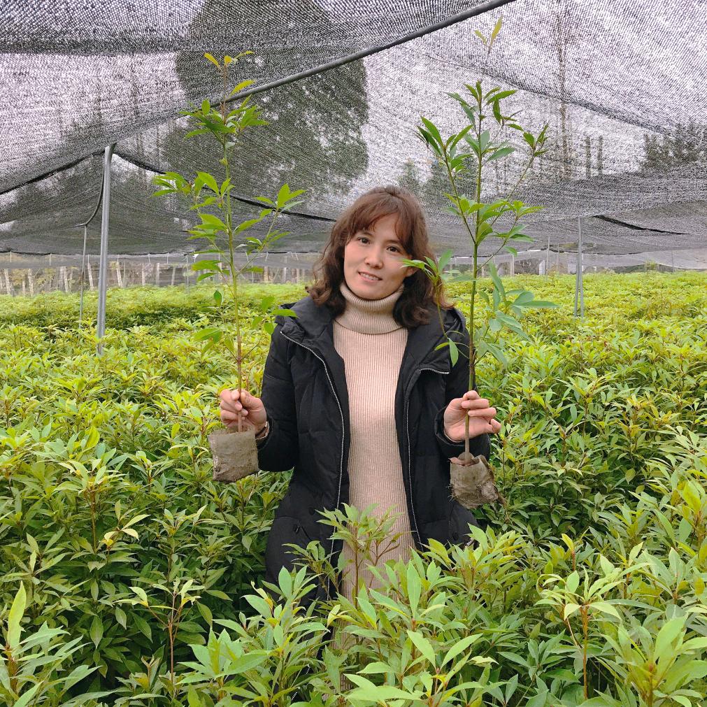 都江堰洋洋金丝楠木种植基地